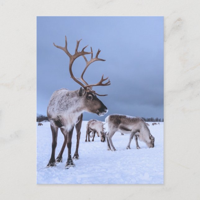 Personalised Grazing Reindeer Photo Postcard (Front)