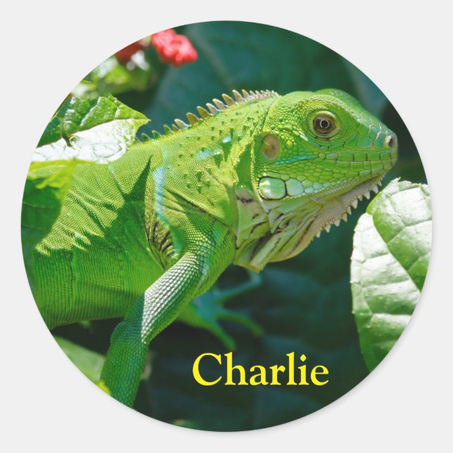 Personalised Green Iguana Lizard Classic Round Sticker (Front)