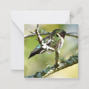 Personalised Hummingbird mini notecards