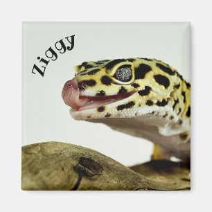 Personalised Leopard Gecko Lizard Magnet