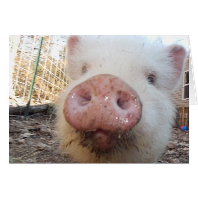 Personalised Mini Pig Snout (Front Horizontal)