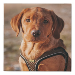 Personalised Pet Dog Custom Photo Faux Canvas Print