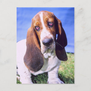 Personalised- Postcard: Lonely Basset Hound Postcard