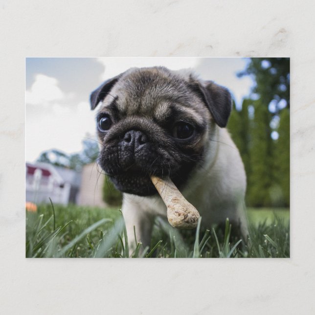 Personalised Pug Dog Photo and Name Postcard (Front)