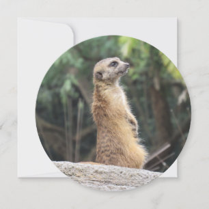 Personalised Round Meerkat Greeting Card