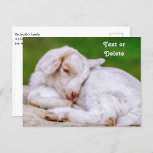 Personalised Sleepy Baby Goat Kid Postcard