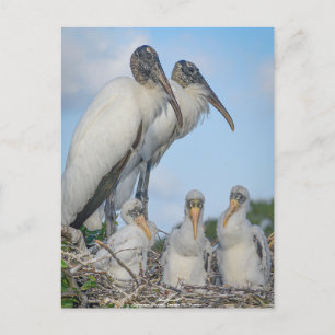 Personalised "Stork Family " Postcard