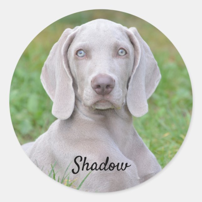 Personalised Weimaraner Puppy Dog  Classic Round Sticker (Front)