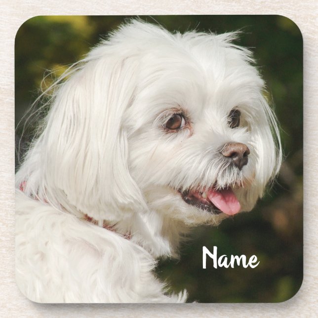 Personalised White Maltese Puppy Dog Coaster (Front)
