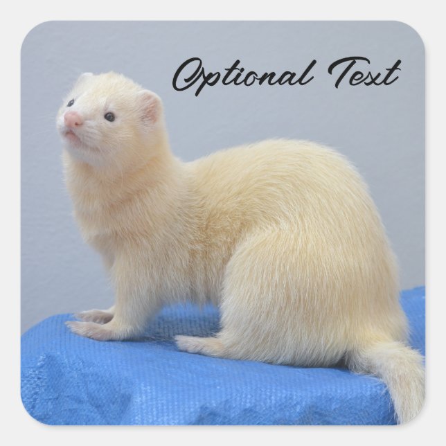 Personalised White Pet Ferret Square Sticker (Front)