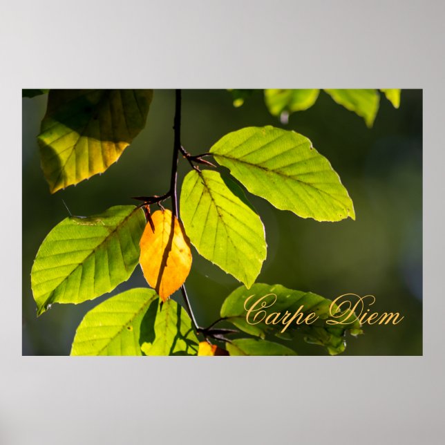 Personalizable Carpe Diem with colourful leaf Post Poster (Front)
