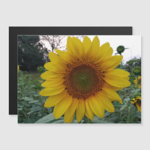 Personalized Image Magnetic Business Display Card