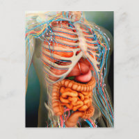 Perspective View Of Human Body, Whole Organs