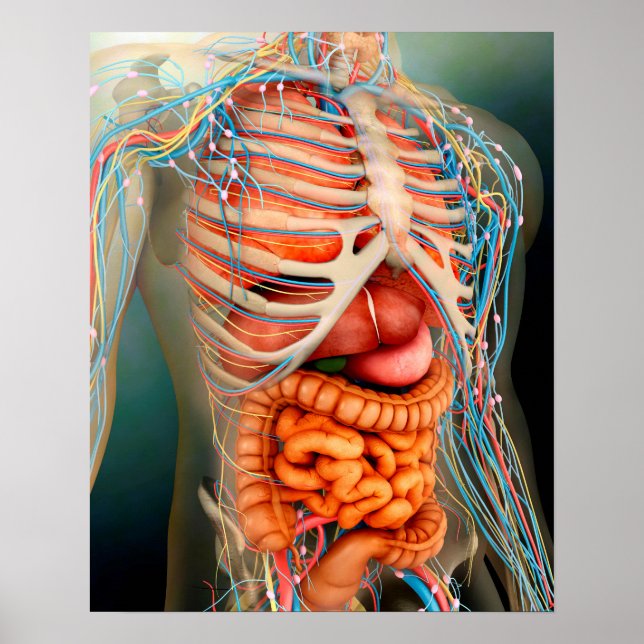 Perspective View Of Human Body, Whole Organs Poster (Front)