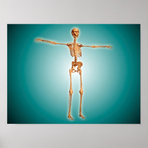 Perspective View Of Human Skeletal System Poster