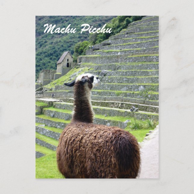 peru llama behind postcard (Front)