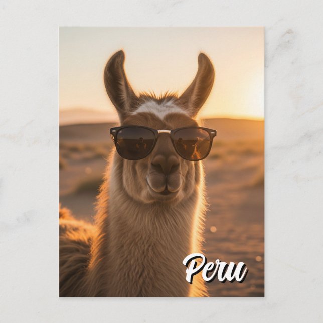 Peru Llama in sunglasses Postcard (Front)