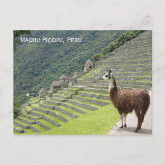 peru llama postcard