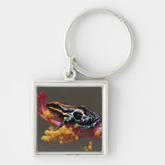 Peru, Peruvian Rain Forest. Poison Arrow Frog Key Ring (Front)
