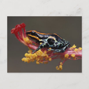 Peru, Peruvian Rain Forest. Poison Arrow Frog Postcard