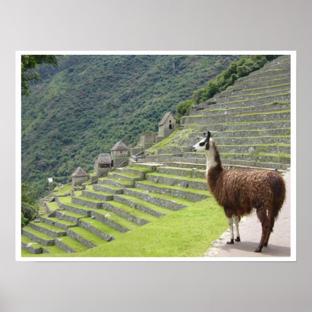 peruv llama border poster (Front)