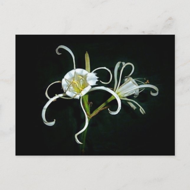 Peruvian Daffodils Postcard (Front)