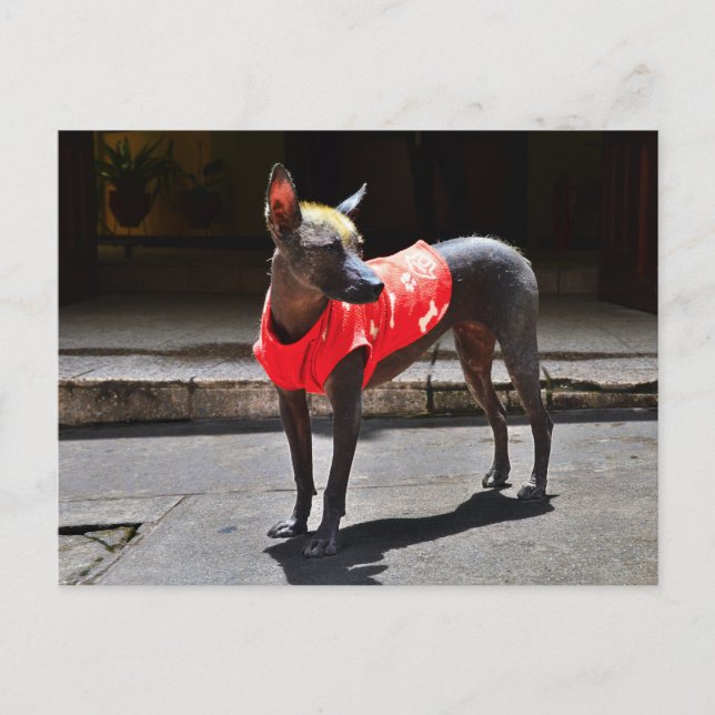 Peruvian Hairless Dog Postcard (Front)