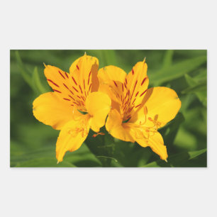 Peruvian Lilies Rectangular Sticker