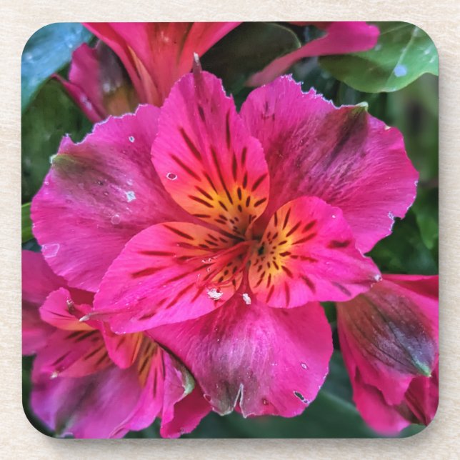 Peruvian Lily Pink Colour-79408 Coaster (Front)