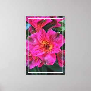 Peruvian Lily Pink Colour Canvas Print
