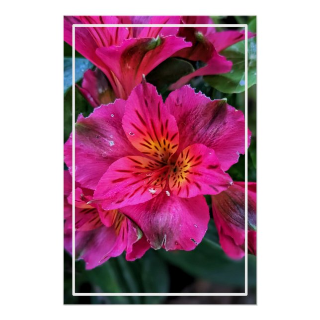 Peruvian Lily Pink Flowers-79498 Poster (Front)