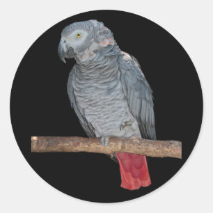 Pesky Parrot Sticker
