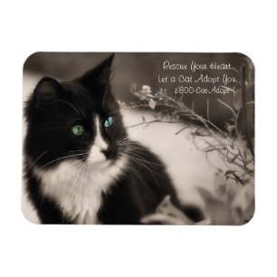 Pet Adoption Rescue Your Heart And Adopt A Cat Magnet