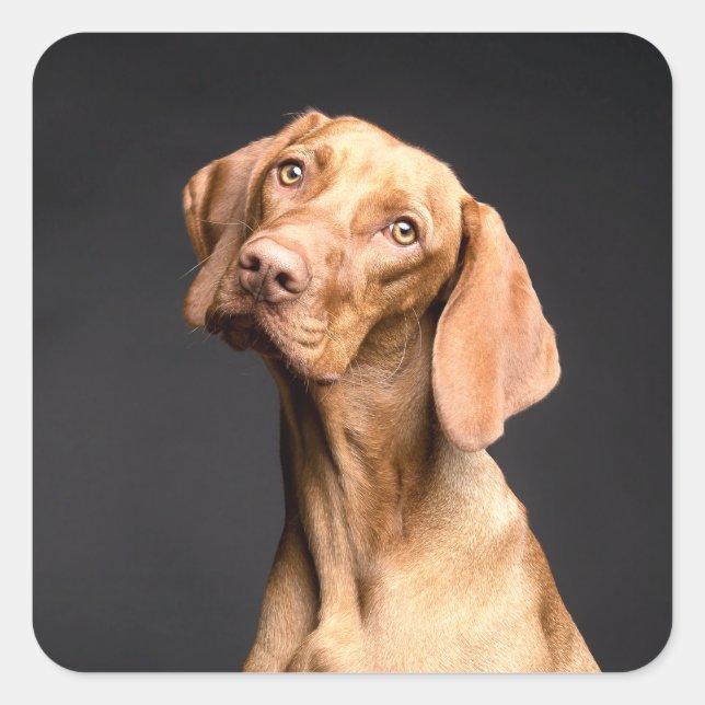 Pet Brown Beagle Dog Square Sticker (Front)