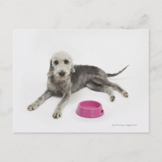 Pet care, health and nutrition for domestic pets postcard