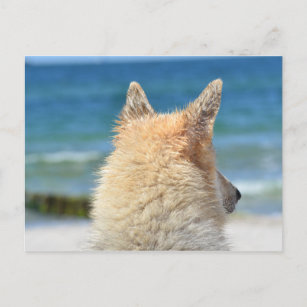 Pet Dog  At The Beach   Sea Sand Surf Postcard