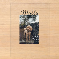 Pet dog cat animal birthday photo modern year date