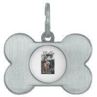 Pet dog cat animal birthday photo modern year date