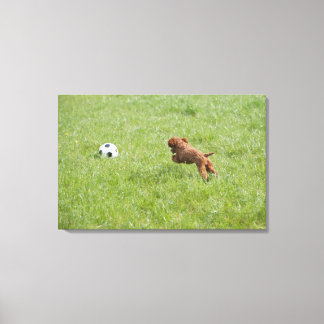 Pet dog running after football in park canvas print