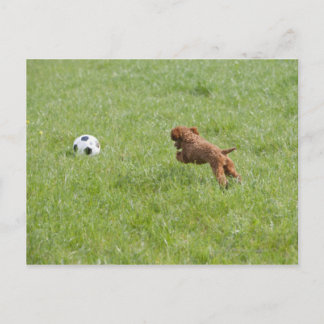 Pet dog running after football in park postcard