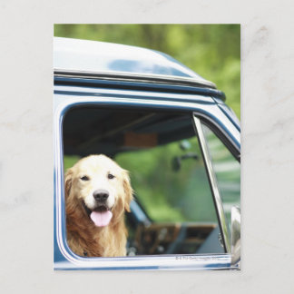 Pet dog sitting in a car postcard
