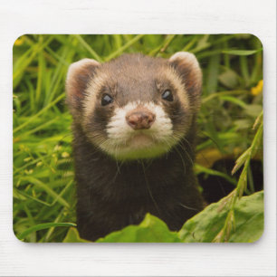 Pet Ferret in the Grass Mouse Pad