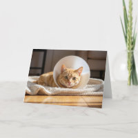 Pet Get Well Ginger Cat Wearing a Cone of Shame