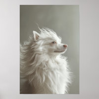 Pet Grooming Salon Boutique Spitz Portrait