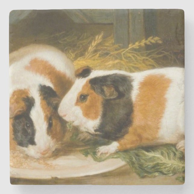 Pet Guinea Pigs Feeding (by James Ward) Stone Coaster (Front)
