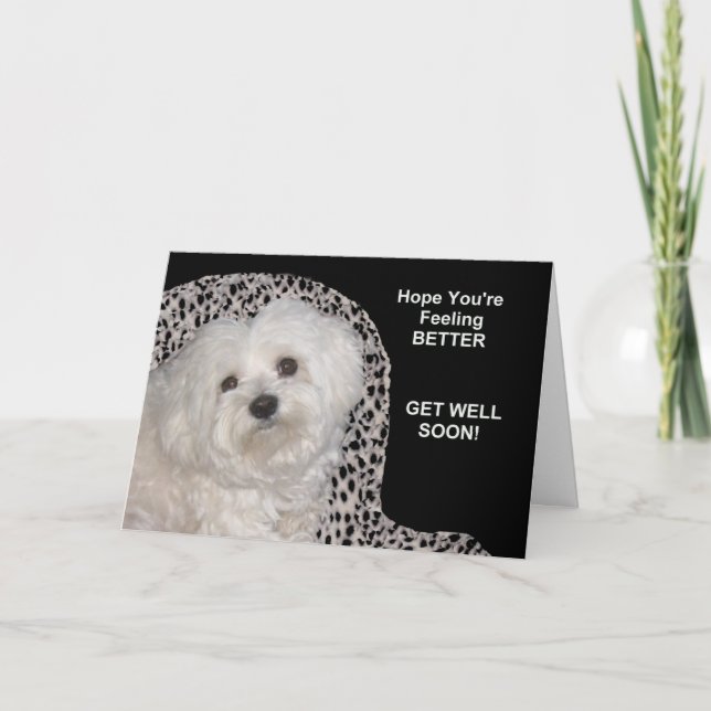 Pet (Maltese) Get Well Soon Card on Black/White (Front)