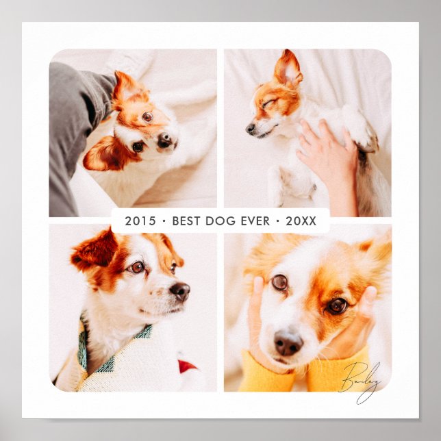 Pet Memorial Best Dog Ever Modern Photo Collage Poster (Front)