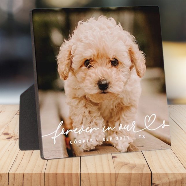 Pet Memorial Forever Hearts Simple Modern Photo Plaque (Creator Uploaded)