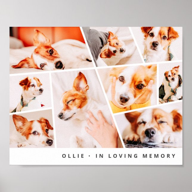 Pet Memorial Modern Simple Chic 9 Photos Collage Poster (Front)