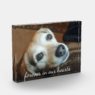 Pet Memorial Photo Forever In Our Hearts Block